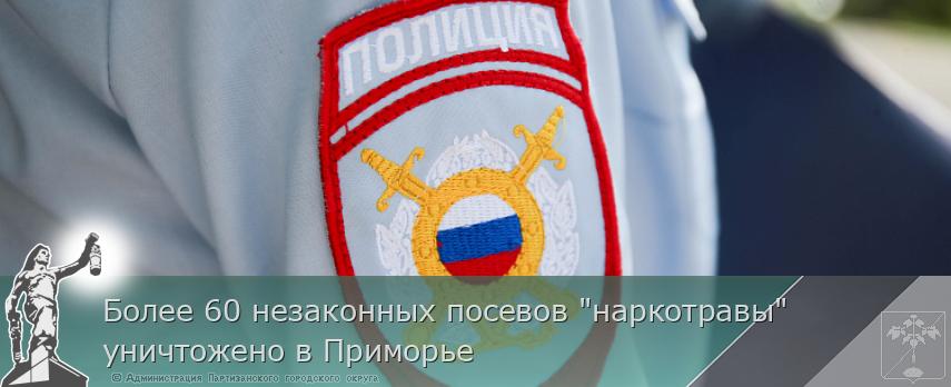 Более 60 незаконных посевов &quot;наркотравы&quot; уничтожено в Приморье